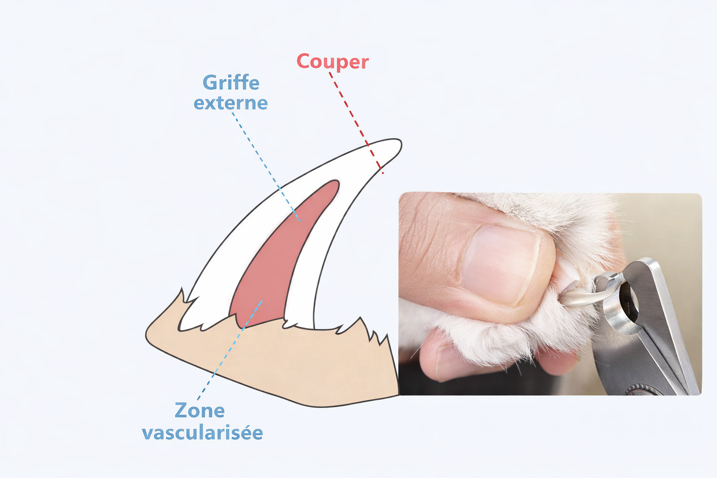 Coupe-Griffes Professionnel pour Chien & Chat – Acier Inoxydable